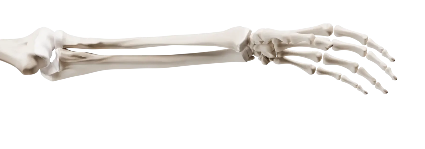 Предплечье