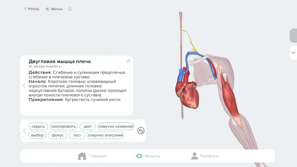 Связи и сечения